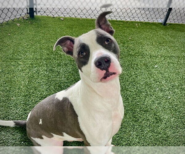 Medium Photo #3 Staffordshire Bull Terrier-Unknown Mix Puppy For Sale in Tavares, FL, USA