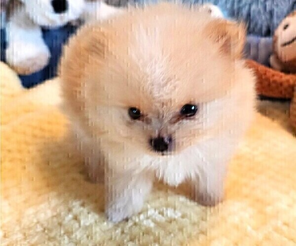 Medium Photo #4 Pomeranian Puppy For Sale in MENIFEE, CA, USA