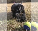 Small Photo #10 Labradoodle Puppy For Sale in ROBERTA, GA, USA