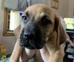 Puppy sweet pea Labrador Retriever-Saint Bernard Mix