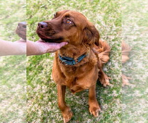 June Carter - Female Golden Shepherd Dog for Adoption - Photo #6