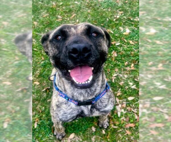 Medium Photo #2 Presa Canario-Unknown Mix Puppy For Sale in Texas City, TX, USA