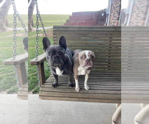 Medium Photo #1 Faux Frenchbo Bulldog Puppy For Sale in CLARKRANGE, TN, USA