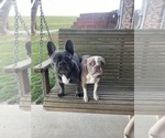 Small Photo #1 Faux Frenchbo Bulldog Puppy For Sale in CLARKRANGE, TN, USA