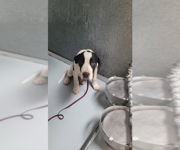 Medium Photo #1 Staffordshire Bull Terrier Puppy For Sale in St. Cloud, FL, USA