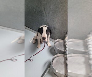 Staffordshire Bull Terrier Dogs for adoption in St. Cloud, FL, USA