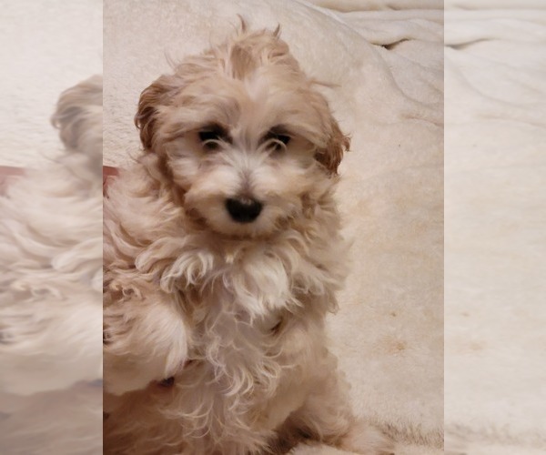 Medium Photo #1 Maltipoo Puppy For Sale in NEWNAN, GA, USA