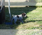Puppy Blue Puppy German Wirehaired Pointer