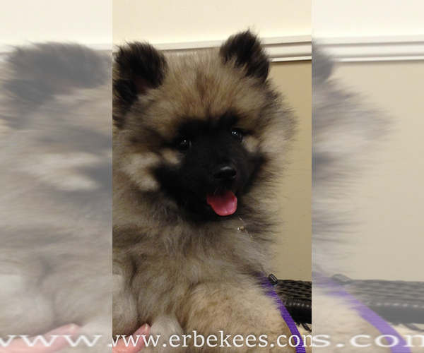 Medium Photo #3 Keeshond Puppy For Sale in FAYETTEVILLE, TN, USA
