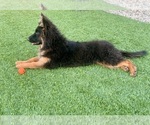 Small #4 German Shepherd Dog