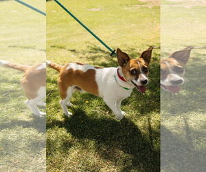 ARCHIE - Male Chihuahua-Unknown Mix Dog for Adoption - Photo #6