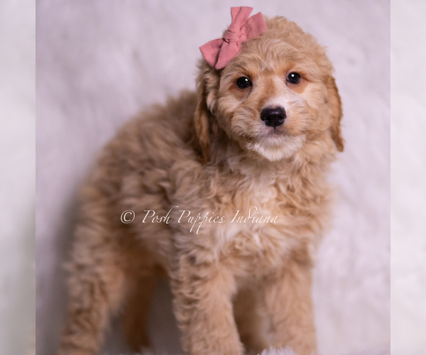 Medium Photo #59 Goldendoodle (Miniature) Puppy For Sale in WARSAW, IN, USA