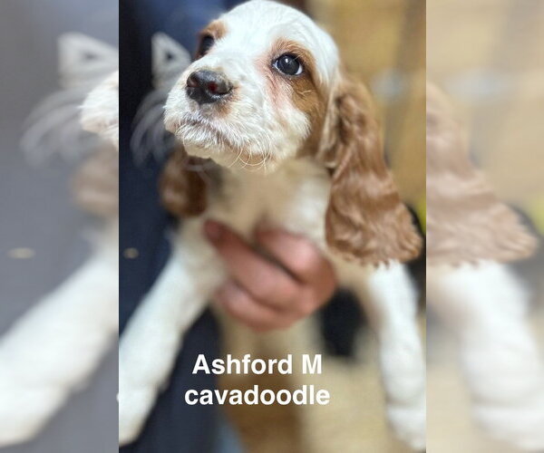 Medium Photo #1 Golden Cavalier Puppy For Sale in Studio City, CA, USA