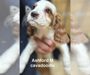 Golden Cavalier Dogs for adoption in Studio City, CA, USA