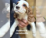Small Golden Cavalier