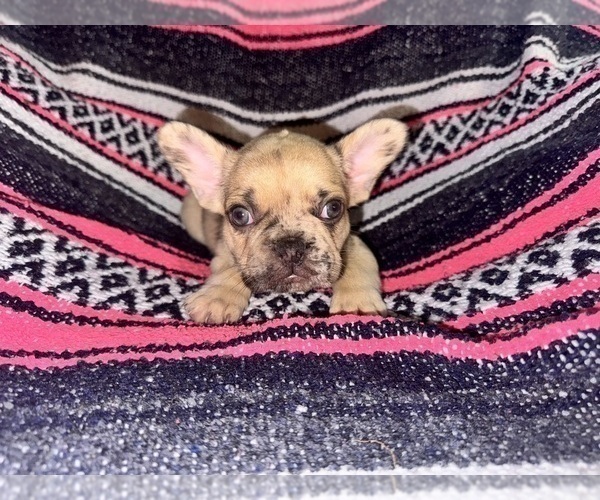 Medium Photo #16 French Bulldog Puppy For Sale in MICANOPY, FL, USA