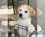 Small #1 Siberian Husky Mix