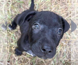 Black Mouth Cur-Labrador Retriever Mix Dogs for adoption in Alexander, AR, USA
