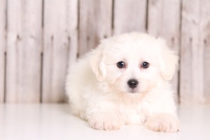 Zuchon Puppy for sale in MOUNT VERNON, OH, USA