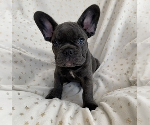 French Bulldog Puppy for sale in SARASOTA, FL, USA