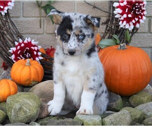 Australian Shepherd-Siberian Husky Mix Puppy for sale in FREDERICKSBG, OH, USA