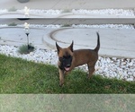 Small Photo #6 Belgian Malinois Puppy For Sale in ELK GROVE, CA, USA