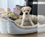 Small #4 Maltese Mix
