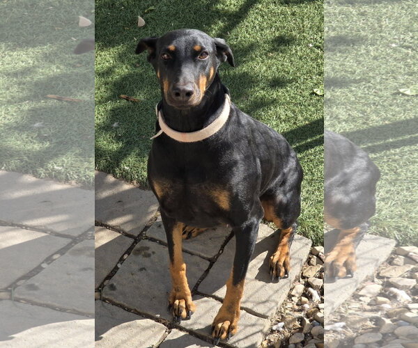 Medium Photo #10 Doberman Pinscher Puppy For Sale in Sandy, UT, USA
