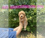 Small Photo #1 Goldendoodle Puppy For Sale in CONWAY, SC, USA