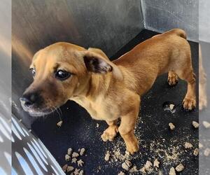 Chihuahua-Unknown Mix Dogs for adoption in San Antonio, TX, USA
