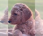 Small Photo #8 Goldendoodle Puppy For Sale in PENDLETON, SC, USA