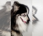 Small Photo #16 Pomsky Puppy For Sale in EUFAULA, OK, USA