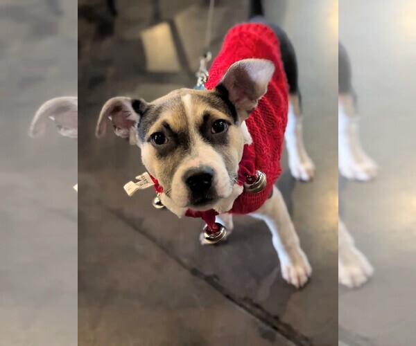 Medium Photo #3 American Staffordshire Terrier-Siberian Husky Mix Puppy For Sale in Holly Springs, NC, USA