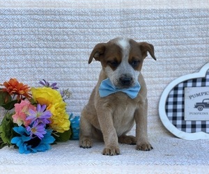 Australian Cattle Dog Puppy for sale in LANCASTER, PA, USA