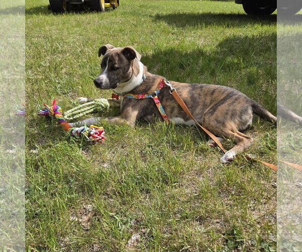Medium Photo #23 Mutt Puppy For Sale in Fargo, ND, USA