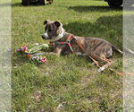 Small #22 Mutt