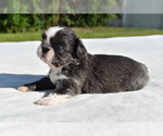 Small #1 Shih Tzu
