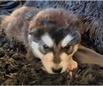 Small Photo #31 Alaskan Malamute Puppy For Sale in MIDWEST CITY, OK, USA