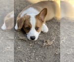 Small Photo #1 Cardigan Welsh Corgi Puppy For Sale in RIVERBANK, CA, USA