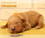Small Photo #13 Goldendoodle Puppy For Sale in OAK LAWN, IL, USA