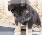 Small Photo #24 German Shepherd Dog Puppy For Sale in NOBLE, OK, USA