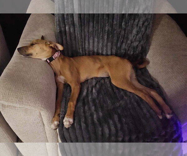 Medium Photo #3 Mutt Puppy For Sale in Amarillo, TX, USA