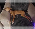 Small #2 Mutt