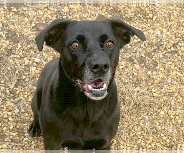 Medium Photo #1 Mutt Puppy For Sale in Anniston, AL, USA