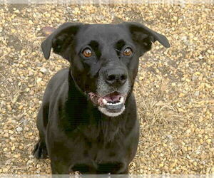 Mutt Dogs for adoption in Anniston, AL, USA