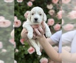 Puppy Pink collar Goldendoodle