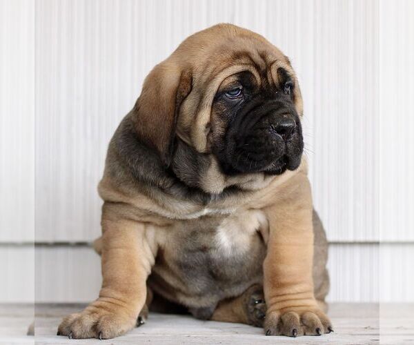 Medium Photo #3 Cane Corso Puppy For Sale in LANCASTER, PA, USA