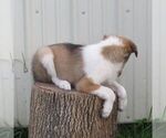 Small #3 Collie
