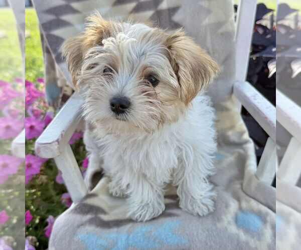 Medium Photo #2 Morkie Puppy For Sale in WILLIAMSBURG, IN, USA