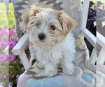 Small Photo #2 Morkie Puppy For Sale in WILLIAMSBURG, IN, USA